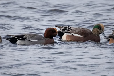 Eurasian and American Wigeon