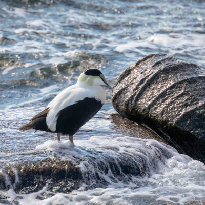 Common Eider