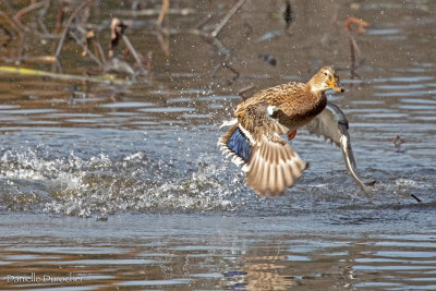 Mallard takes flight