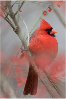 male Northern Cardinal