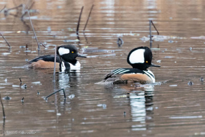 Hooded Mergansers (m)