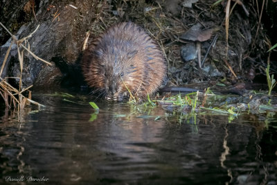 Muskrat