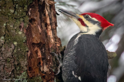 Pileated Woodpecker (m)