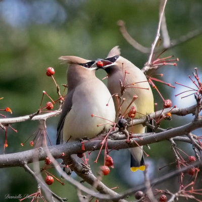 Cedar Waxwings