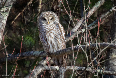 Barred Owl