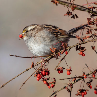 White-throated Sparrow
