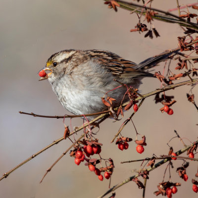 White-throated Sparrow