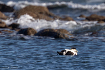 Common Eider