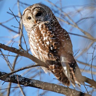 Barred Owl