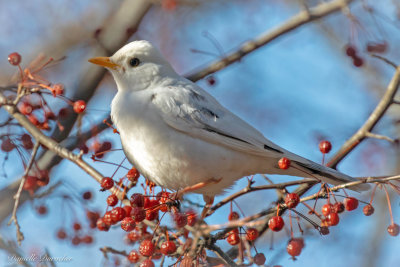 Robin - leucistic