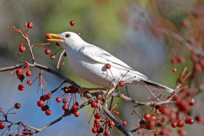 Robin - leucistic