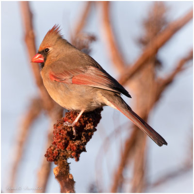 female Northern Cardinal