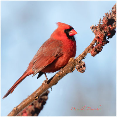 male Northern Cardinal