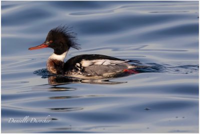 Red-breasted Merganser (m)