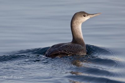 Red-throated Loon