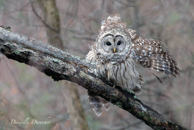 Breezy Barred Owl