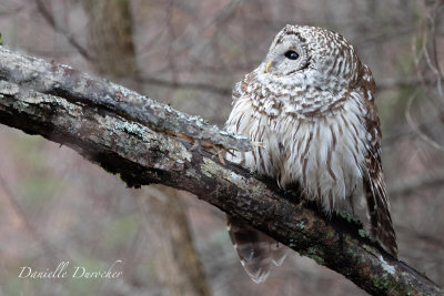 Barred Owl