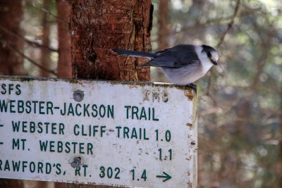 Canada Jay waiting for me at 3000 ft.