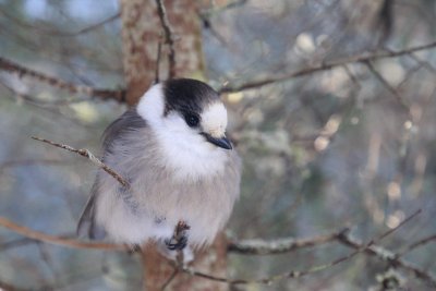 Canada Jay