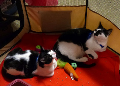 Puffin & Slick.JPG