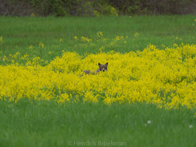 Coyote