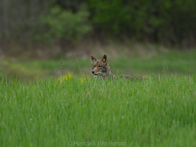 Coyote