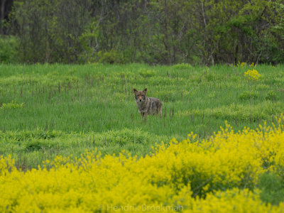 Coyote