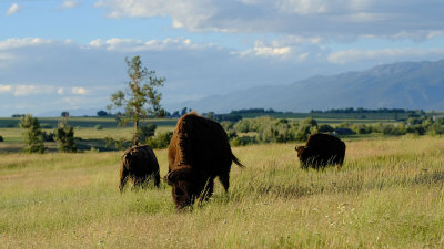 Bison, National Bison Range