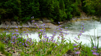 Wild flowers, Glacier National Park