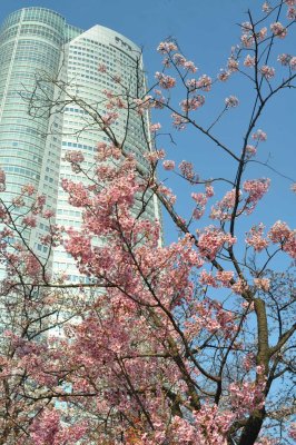 Sakura at Mid Town