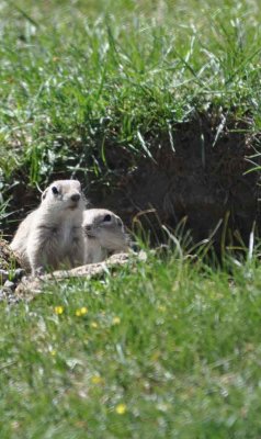 Inquisitive ground squirrels