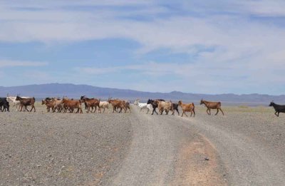 Goats crossing en masse