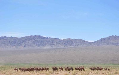 Large herd of Bactrian Camels in distance