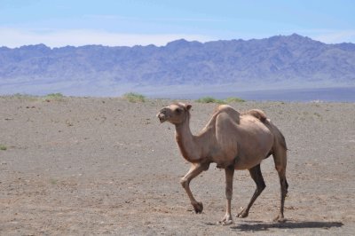 Bactrian catching up on herd