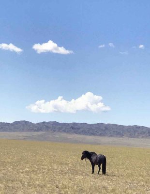 Horses offer both transport and friendship in Mongol tradition