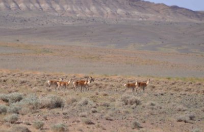 White tailed gazelles wary of us