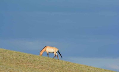 The rare Takhi horse saved from extinction