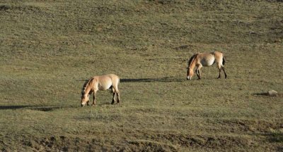 The takhi horse is now thriving in Khustai Park