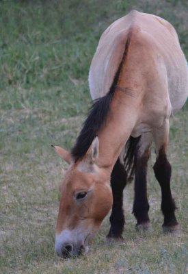 A closer look at the beautiful takhi