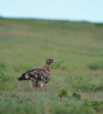 Eagle in Khustai on hunting trip