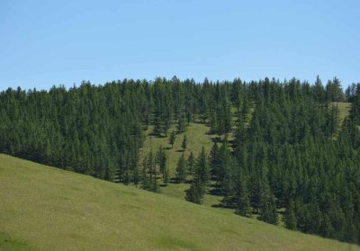 Forests on steeper park slopes