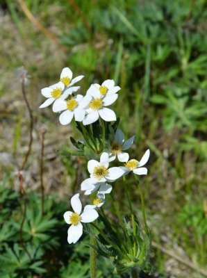 One of many different flowers on way to temple