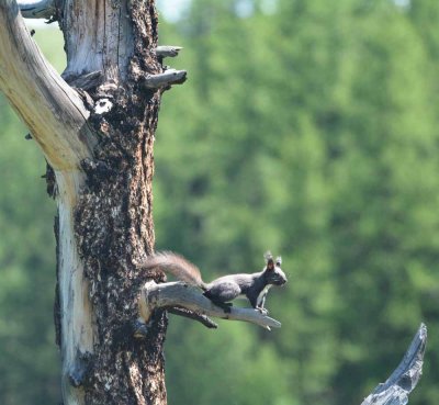 Tree squirrel searching for food