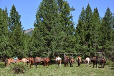 Horses waiting for temple visitors