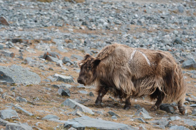 Yak joining the winter rush