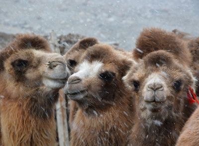 Winter sleet hits camels