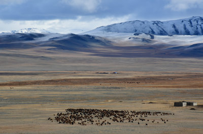 Huge goat herd on plains in Dayan