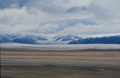 Just four yaks seen in this particularly large part of Dayan