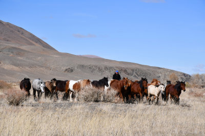 Rounding up horses for review and training at Botei's farm