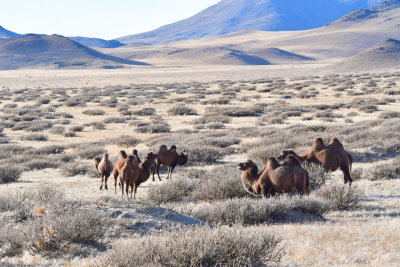 Bactrian camels also close to Mt Bayanzurkh